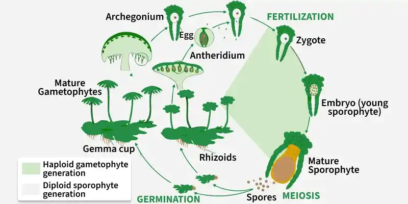 life_cycle_of_liverwort