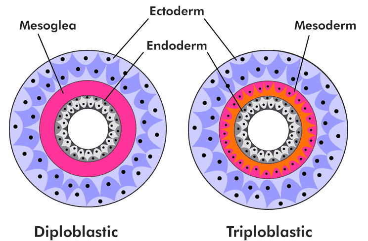 diploblastic