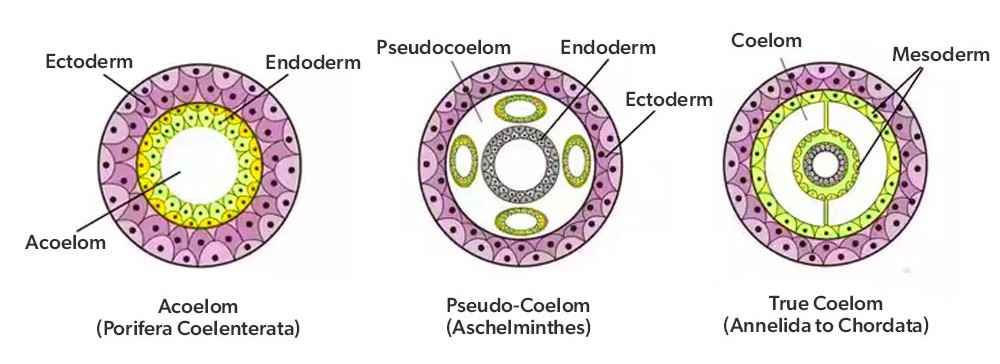 Coelom1