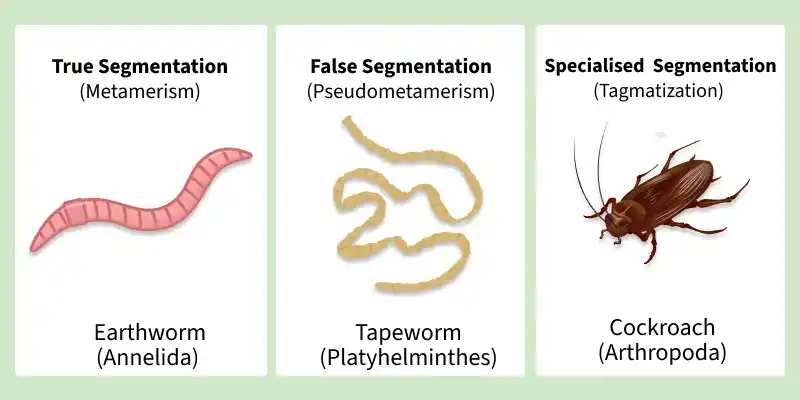 segmentation
