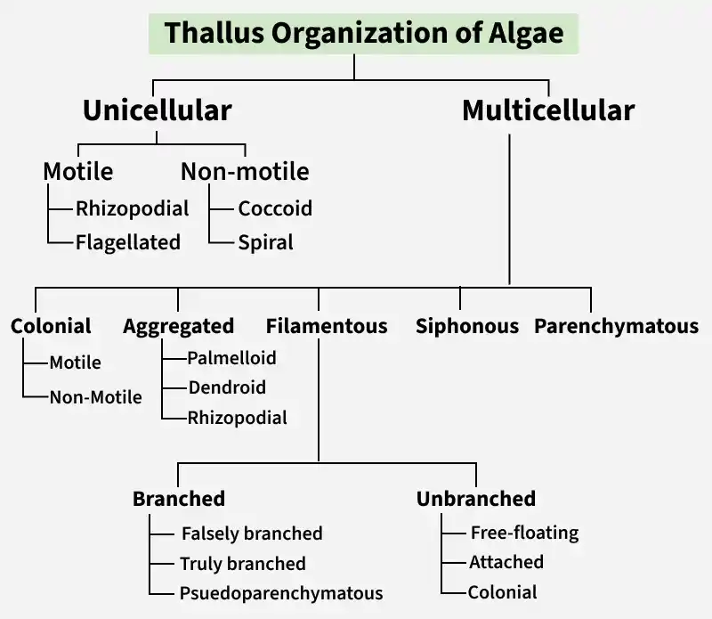 thallus_organization_of_algae