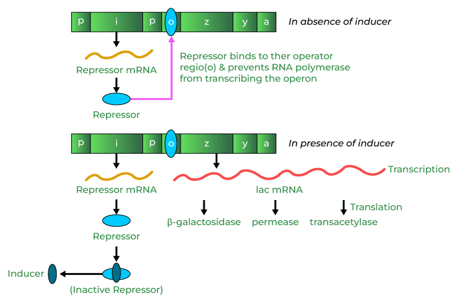 lac-operon2