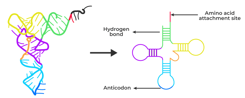 t-RNA-Structure1