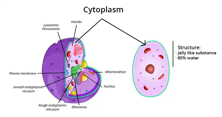 Cytoplasm