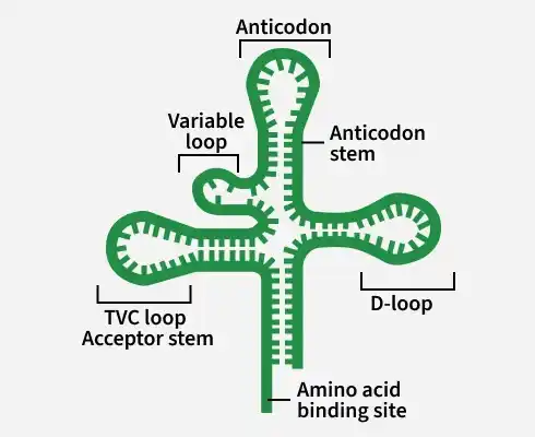 anticodon