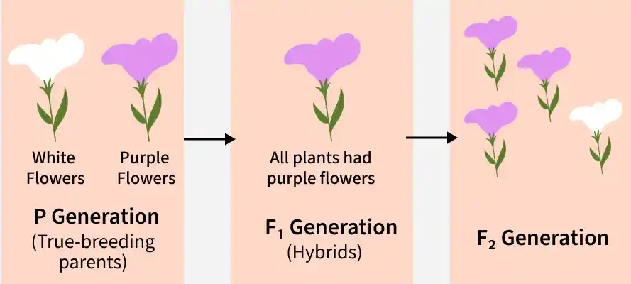 flower_hybrid