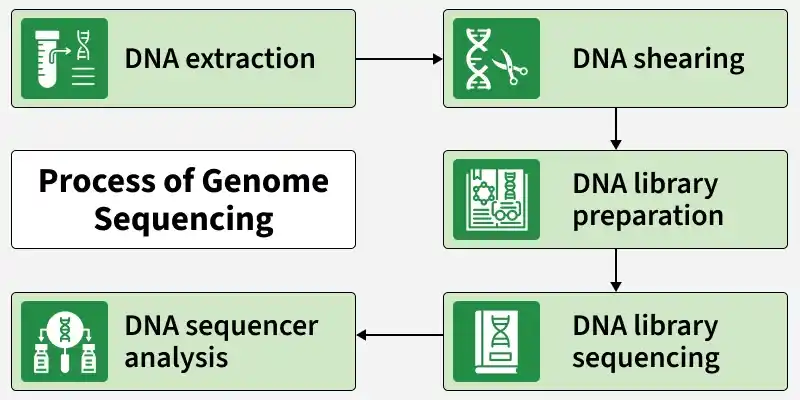 process_of_genome_sequencing