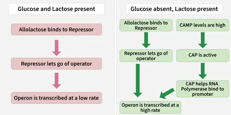 process_of_lac_operon