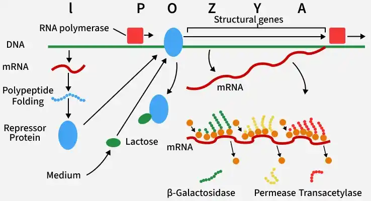 lac_operon_regulation_turn_on