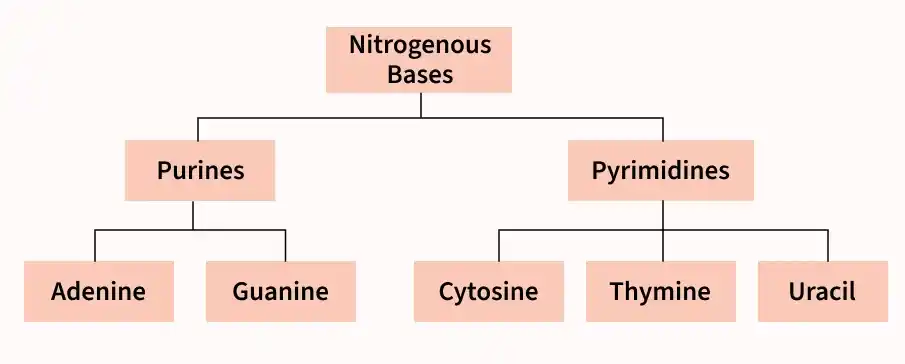nitrogenous_bases