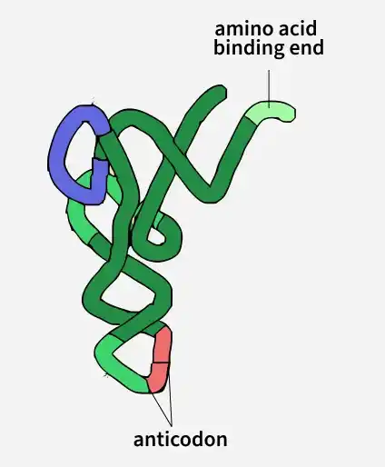 l_shaped_trna