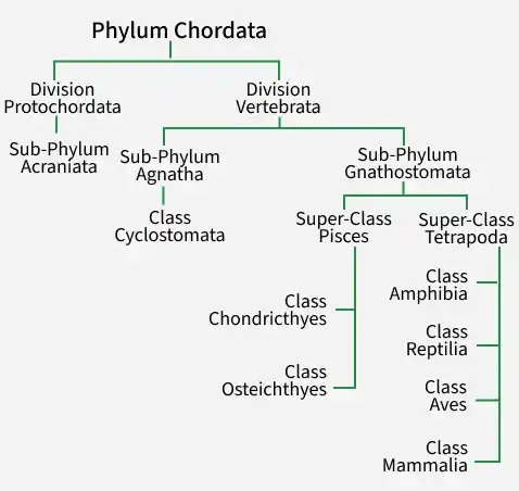 phylum_chordata