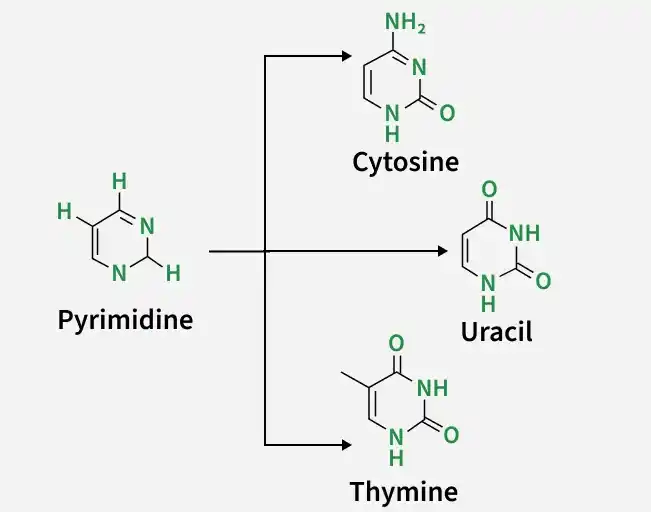 pyrimidine