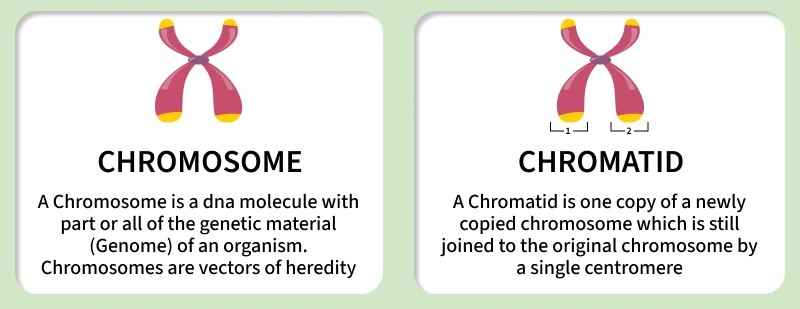 difference_between_chromosome_and_chromatid