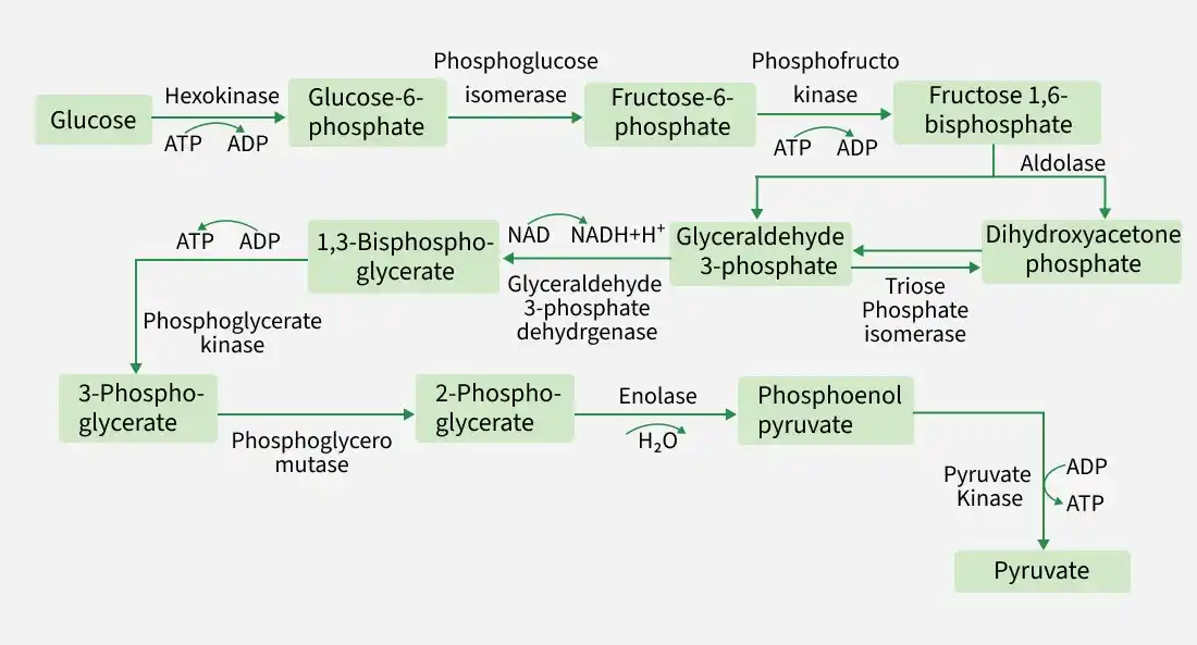 glycolysis