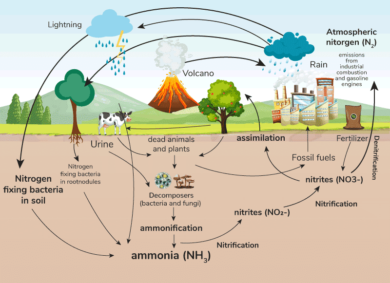 Diagram-of-nitrogen-cycle