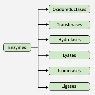 enzymes