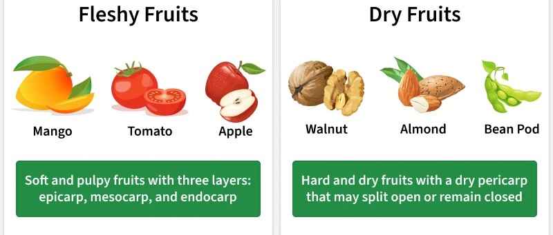 simple_fruit1