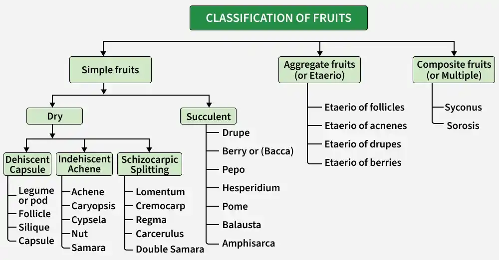 classification_of_fruits1