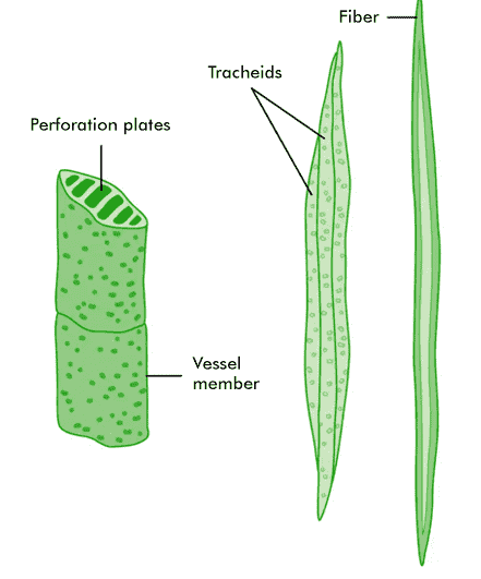xylem1