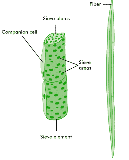 phloem1