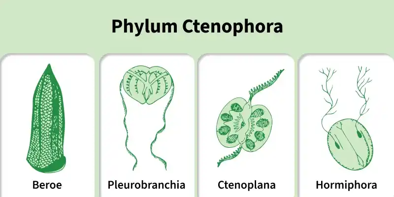 phylum_ctenophora