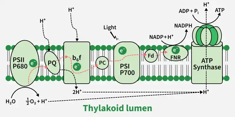 thylakoid_lumen