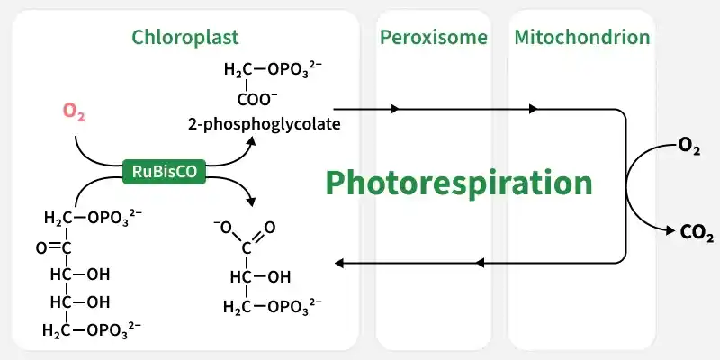 photorespiration