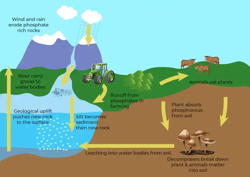 Phosphorus-Cycle