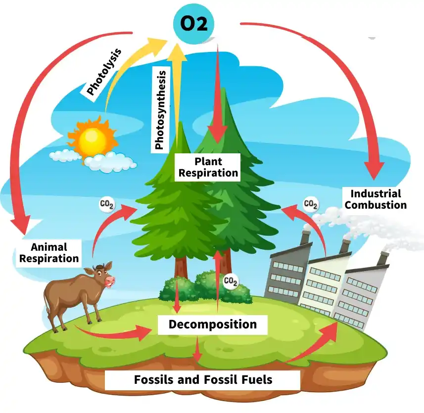 oxygen_cycle