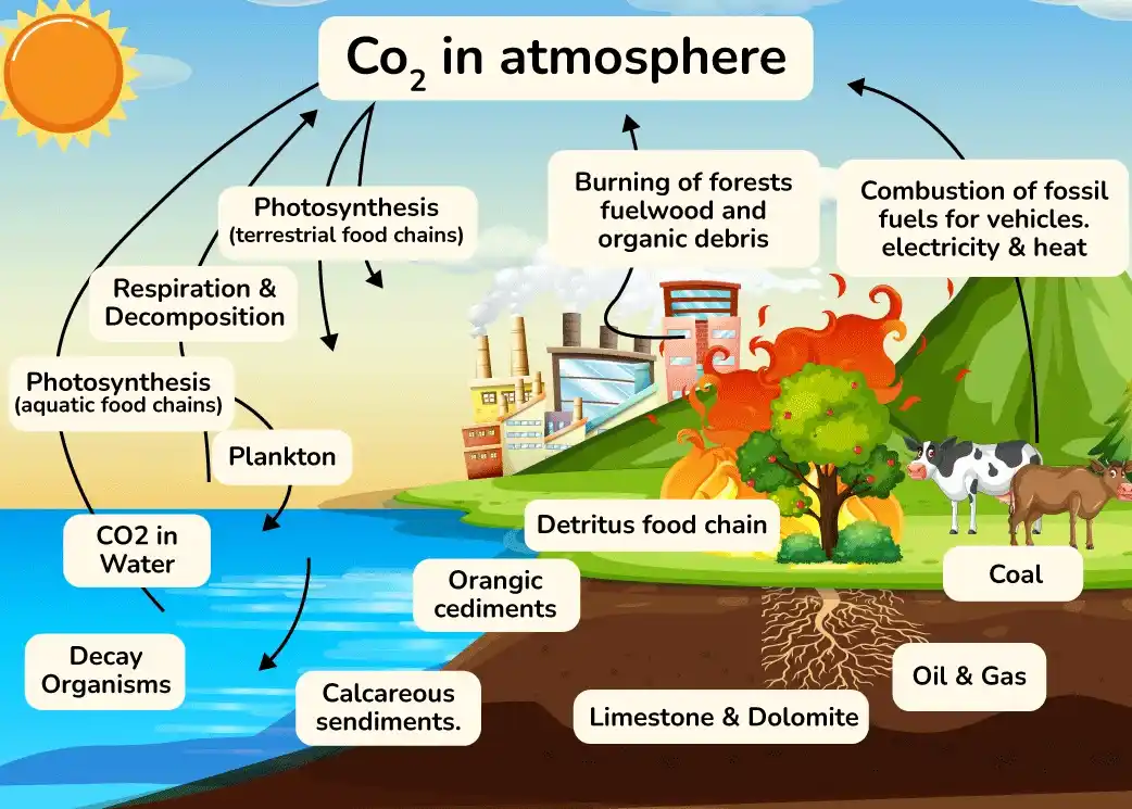 co2_cycle