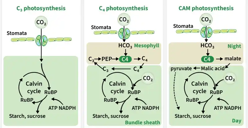 photosynthesis2