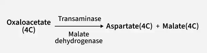 oxaloacetate_4c_