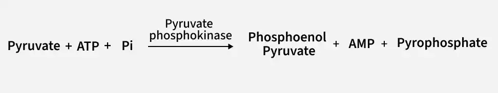 pyruvate-