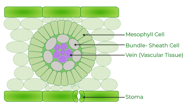 C4 Cycle of Photosynthesis - GeeksforGeeks