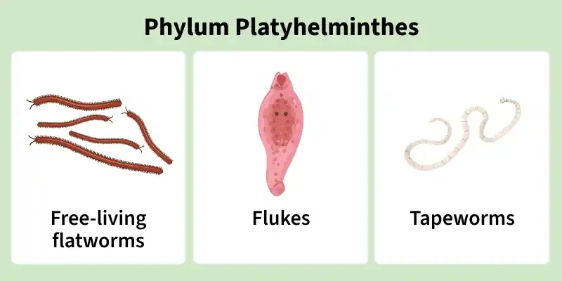 phylum_platyhelminthes