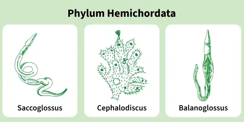phylum_hemichordata