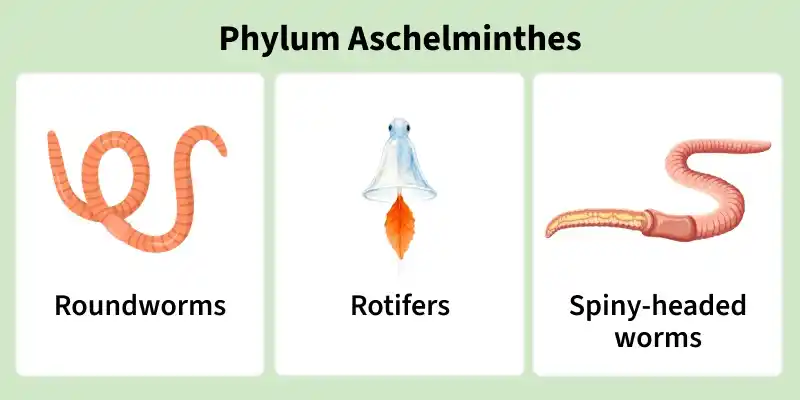 phylum_aschelminthes-