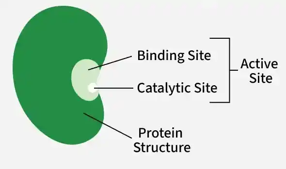 structure_of_an_enzyme