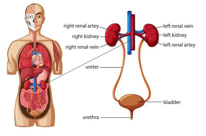 Human-Excretory-System