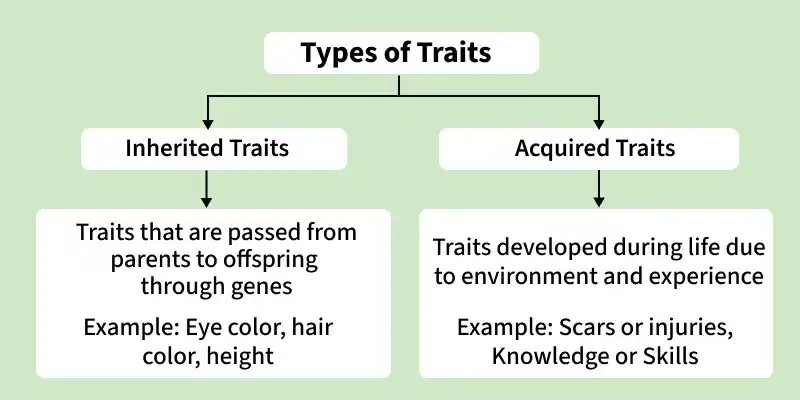 types_of_traits