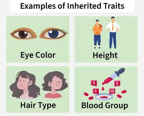 examples_of_inherited_traits