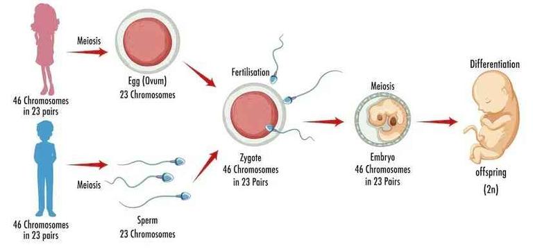 Sexual Reproduction in Humans - GeeksforGeeks