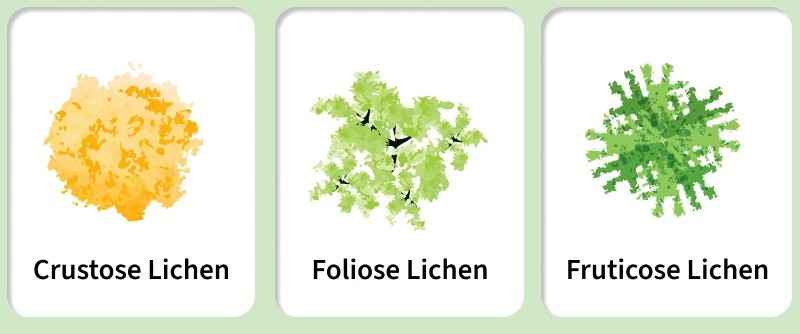 types-of-lichen