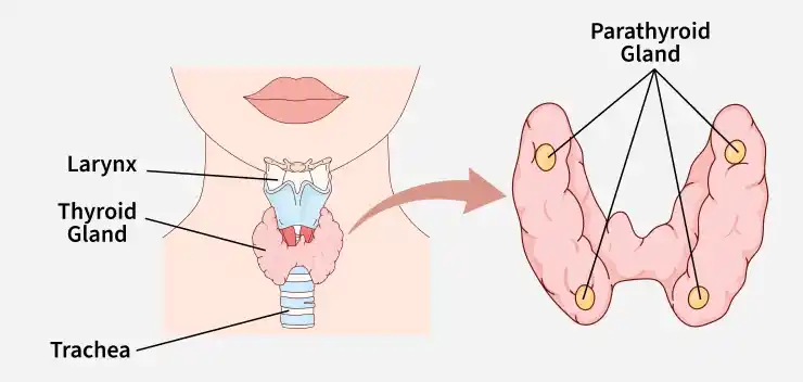 parathyroid