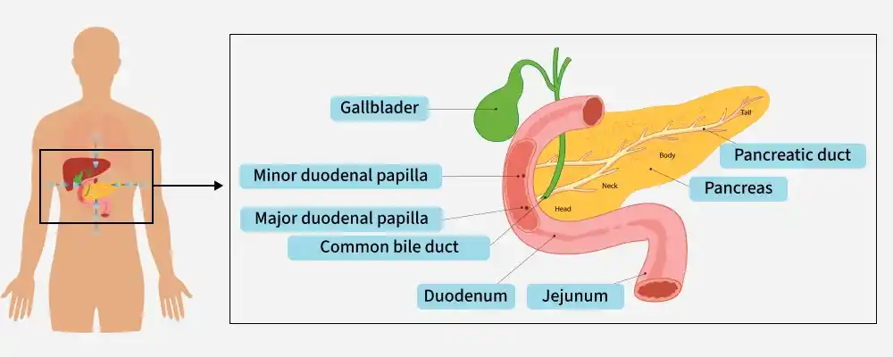 pancreas1