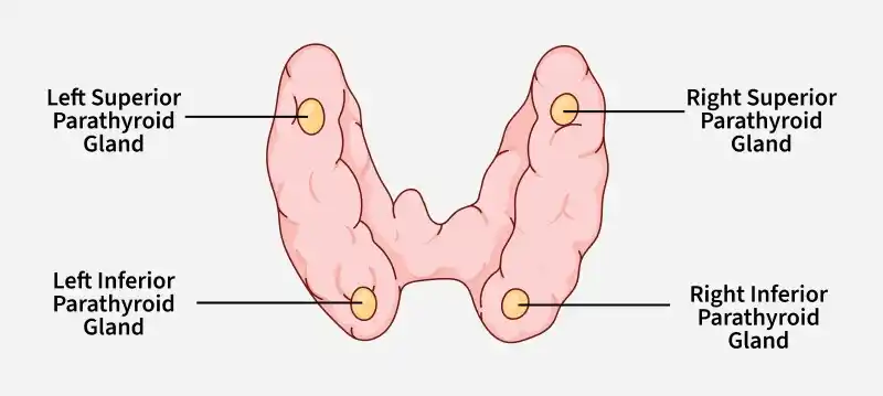 parathyroid_gland