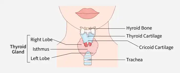 thyroid_gland