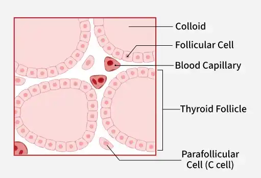 tthyroid_2