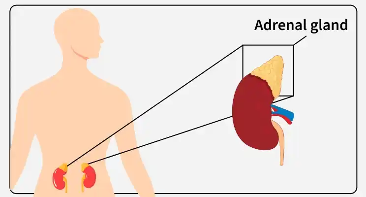 adrenal_gland